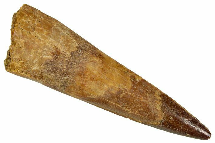 Fossil Spinosaurus Tooth - Real Dinosaur Tooth #354807